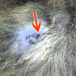 溶ける糸　猫